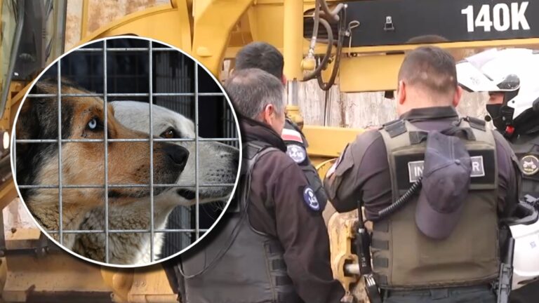 Desalojan y clausuran canódromo clandestino en Maipú: Funcionaba allí hace décadas