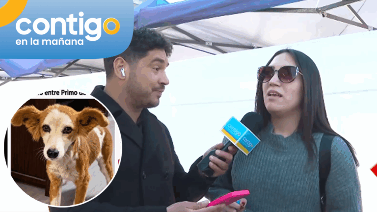Fundación pide ayuda para encontrar a tierna perrita extraviada en Maipú: Aseguran que estaría asustada