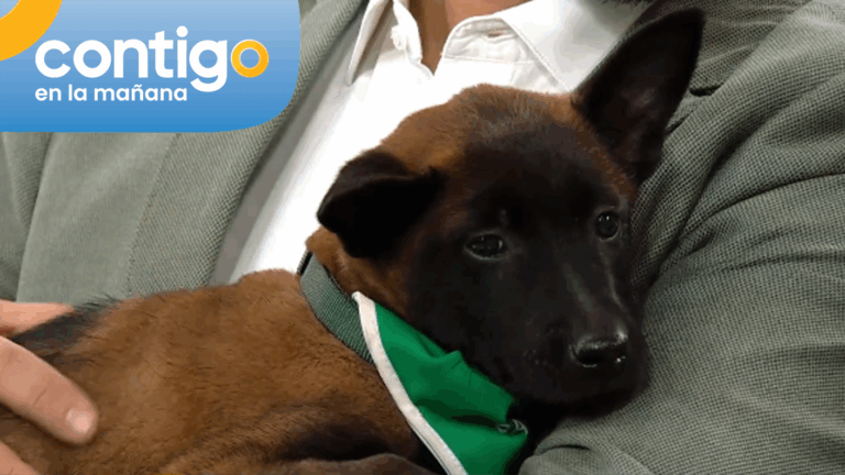 ¡Necesitan ser bautizados! Los tiernos cachorros de Carabineros que debutarán en la Parada Militar 2026