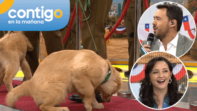 ¡No se aguantó! Cachorro de Carabineros protagonizó chascarro EN VIVO que causó ataque de risa en el estudio