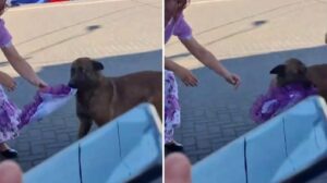 VIDEO | ¡Vueeelta! Perrito se hizo viral al robar pañuelo en pleno pie de cueca en Coronel