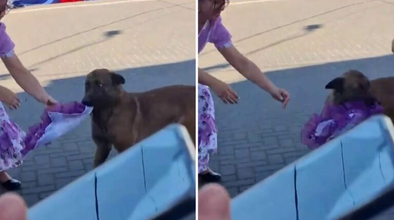 VIDEO | ¡Vueeelta! Perrito se hizo viral al robar pañuelo en pleno pie de cueca en Coronel