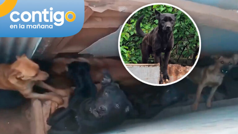 Perros abandonados en casa tomada llevan 14 días sin alimento en Viña del Mar: Vecinos temen ataque de jauría