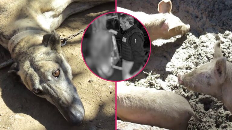Encadenados y al borde de la muerte: Detienen a hombre por maltrato animal y faena ilegal en Placilla