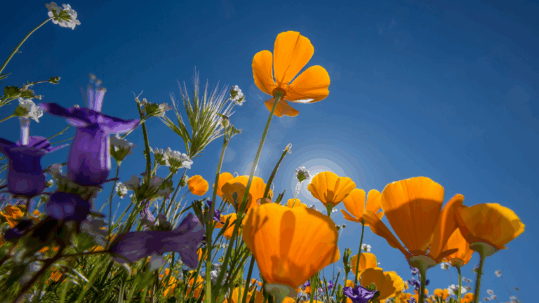 Chao invierno: Qué día y a qué hora comienza la primavera este 2026