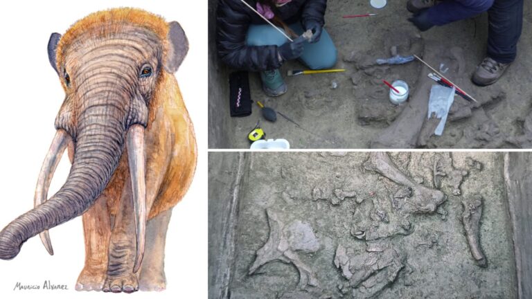 Cazadores milenarios en Tagua Tagua: Hallazgo arqueológico revela cómo consumieron megafauna en Chile