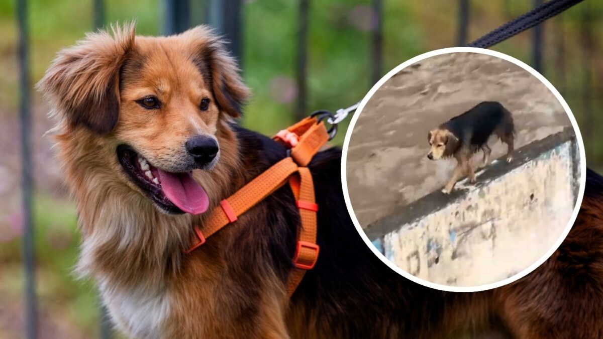 Rescatan a perro Morocho tras quedar atrapado en el río Mapocho por crecida