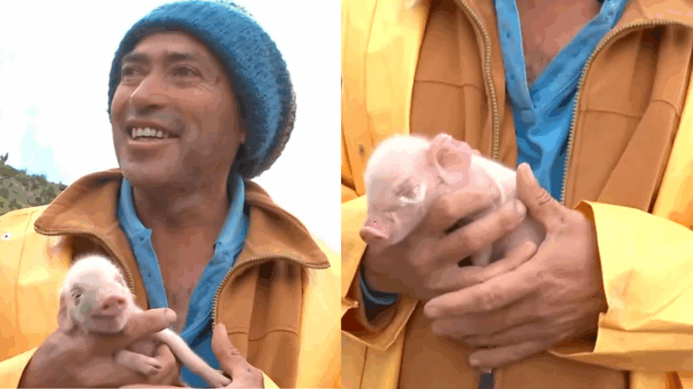 Rescate en Canela tuvo un tierno momento: Criancero protegía a un cerdito recién nacido entre sus prendas