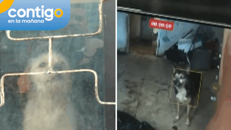 Grave caso de maltrato animal: Inician rescate de perros abandonados hace meses en Peñalolén