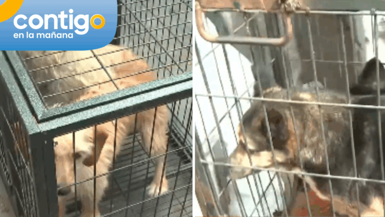 Logran rescatar a perros abandonados en Peñalolén: Serán dados en adopción