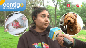 Perros presentaron problemas de salud tras consumir veneno para ratón: vecinos afirman que fue intencional