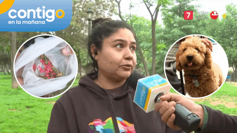 Perros presentaron problemas de salud tras consumir veneno para ratón: vecinos afirman que fue intencional
