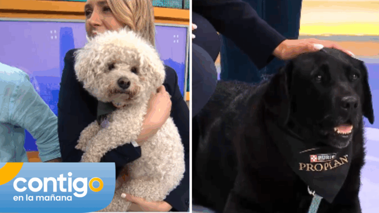 ¡Perritos llegaron al matinal! Fundación Tregua explicó el rol de las mascotas de contención para el bienestar