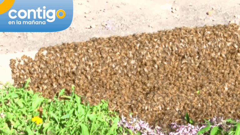 VIDEO | Encuentran panal errante de abejas en plena plaza de San Bernardo