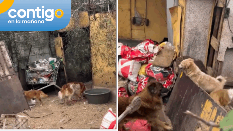 Maltrato animal en La Cisterna: testigo clave expuso condiciones de abandono y presunto dopaje a perros