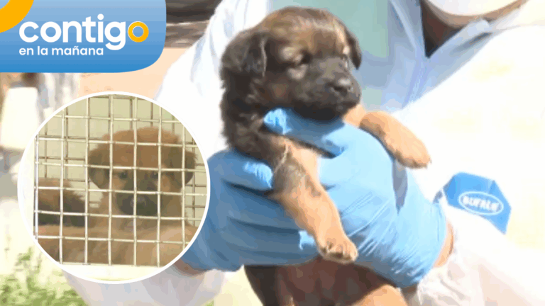 Logran rescatar a perros en malas condiciones: gran cantidad de cachorros serán llevados a veterinaria