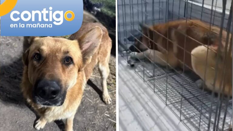 Eutanasia a perrito comunitario en Colina desató dolor e indignación: Acusan falta de protocolos