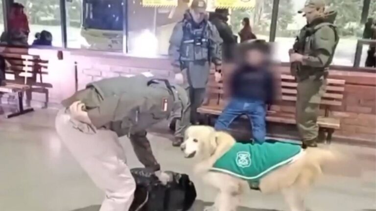 Perro del OS7 frustró traslado de droga en rodoviario de Temuco: Detectó cocaína en maleta