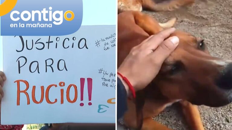 Perrito eutanasiado tenía 10 días para ser adoptado y los vecinos no sabían: “El Rucio estaría con vida”