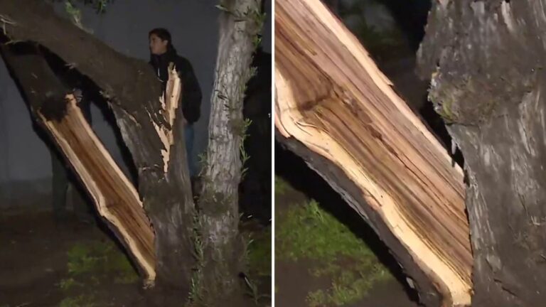 Rayó cayó sobre un árbol y lo partió en dos en Estación Central: No se reportaron personas heridas