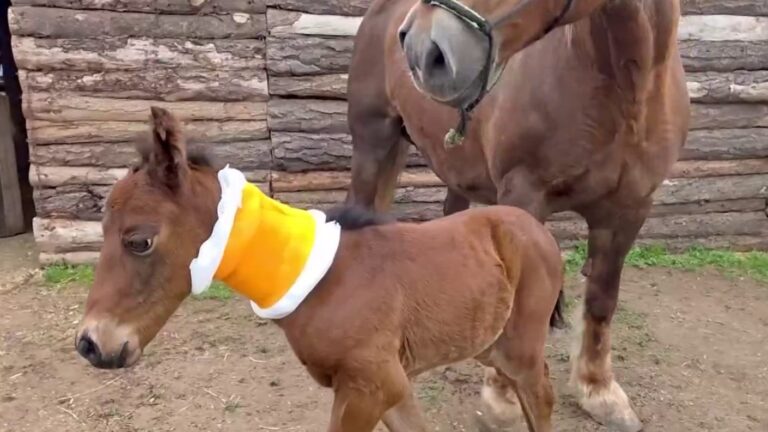 Capacidad 01: La increíble historia detrás del primer caballo clonado nacido en Chile