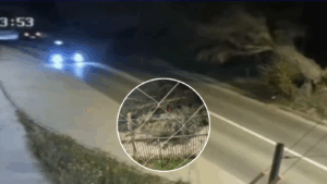 VIDEO | Árbol cayó sobre un auto en Villa Alemana: Tres personas resultaron heridas