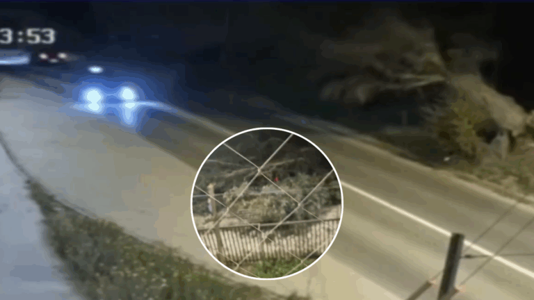 VIDEO | Árbol cayó sobre un auto en Villa Alemana: Tres personas resultaron heridas