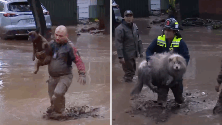 VIDEO | Emotivo rescate de perritos en medio de procedimiento de aluvión en Las Condes