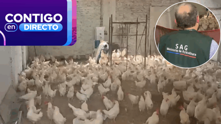 Descubren criadero ilegal con más de mil gallinas en La Pintana: Huevos eran comercializados en ferias