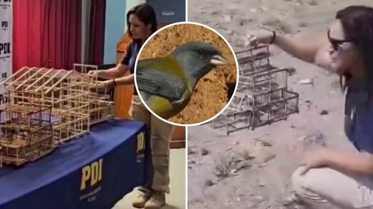 Hombre capturaba aves protegidas con una jaula en el desierto florido: PDI rescató 7 ejemplares