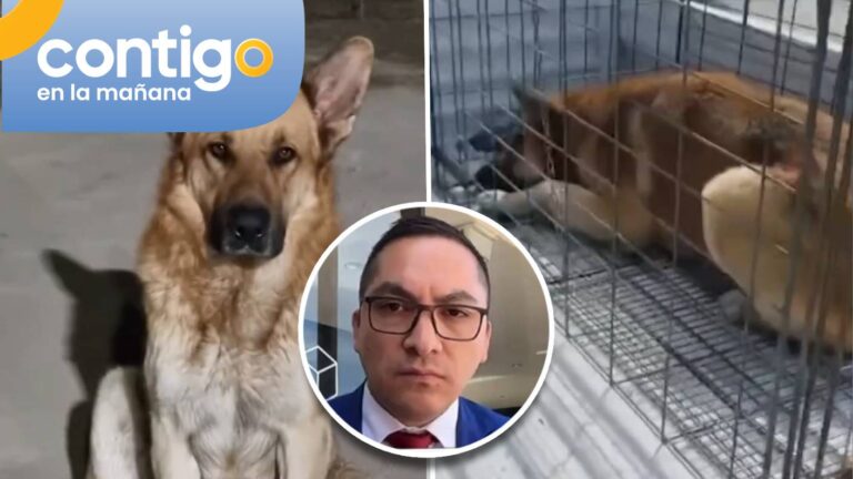 La advertencia del diputado Videla por uso de eutanasia para el control de población animal: “Está prohibido…”