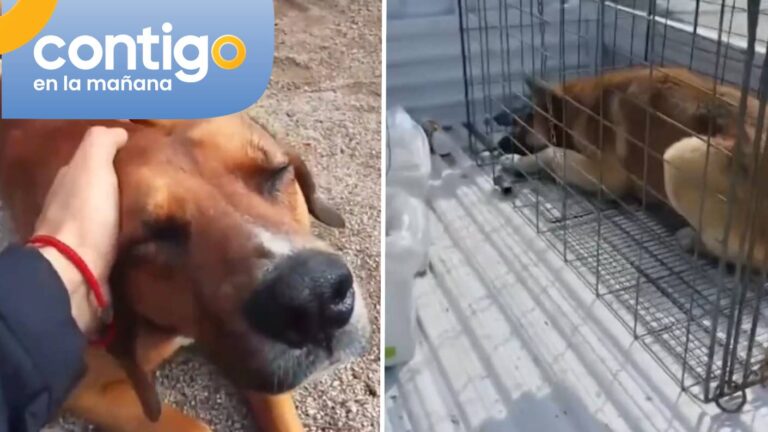 Eutanasia a perrito comunitario en Colina desató dolor e indignación: Acusan falta de protocolos