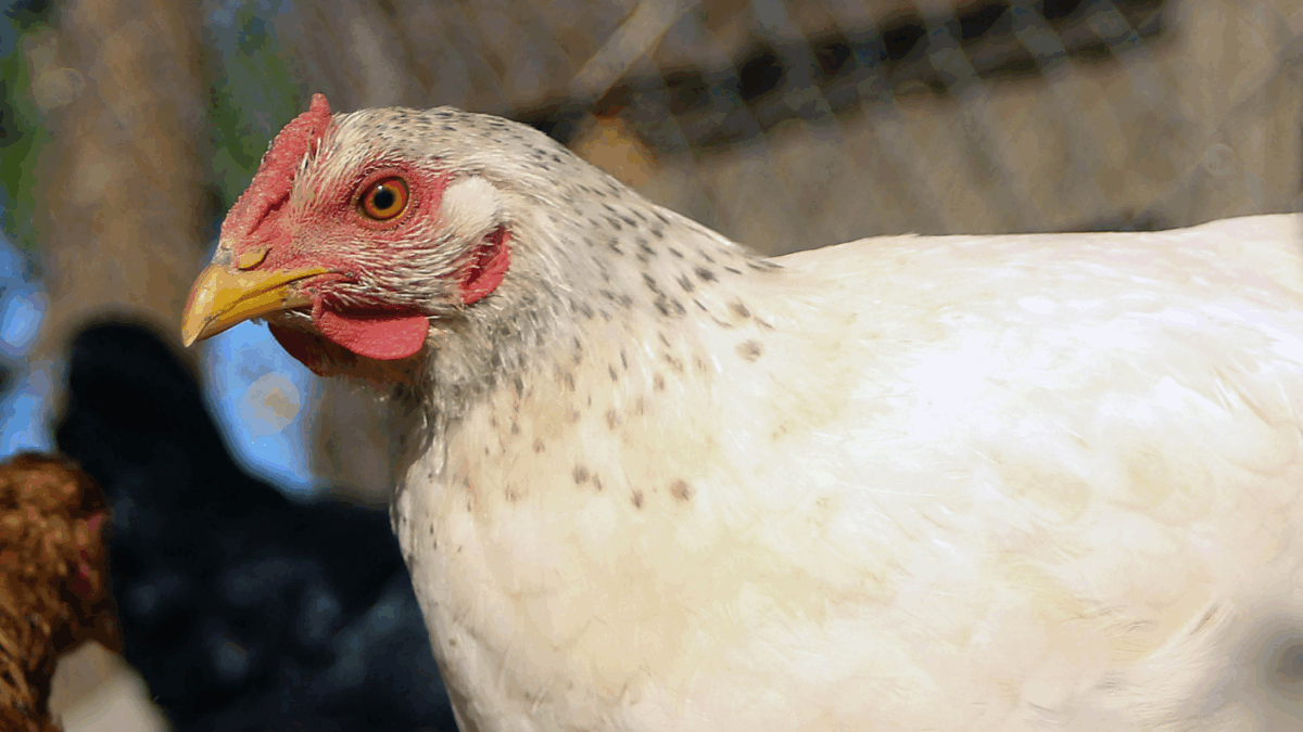 Hombre muere baleado tras intentar robar gallinas en una vivienda de La Serena