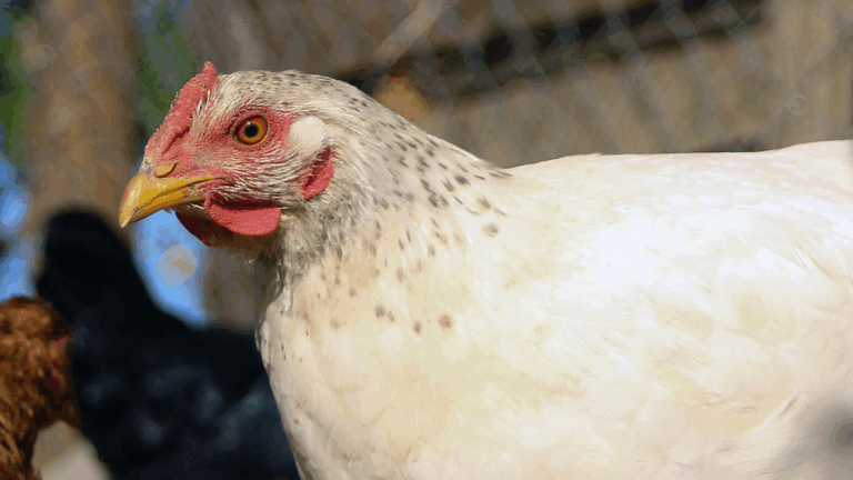 Intentó robar una gallina y murió baleado: Dueño de casa le disparó con una escopeta en La Serena
