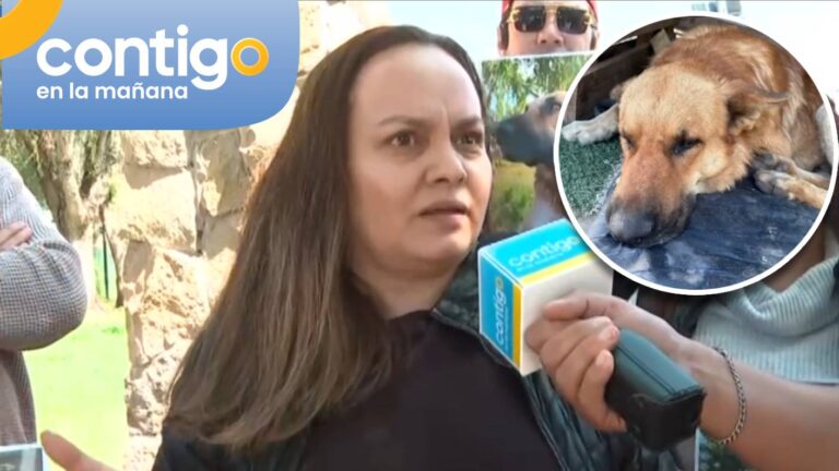 “No nos dejaron despedirlo”: El lamento de vecina que quería adoptar a perrito eutanasiado en Colina