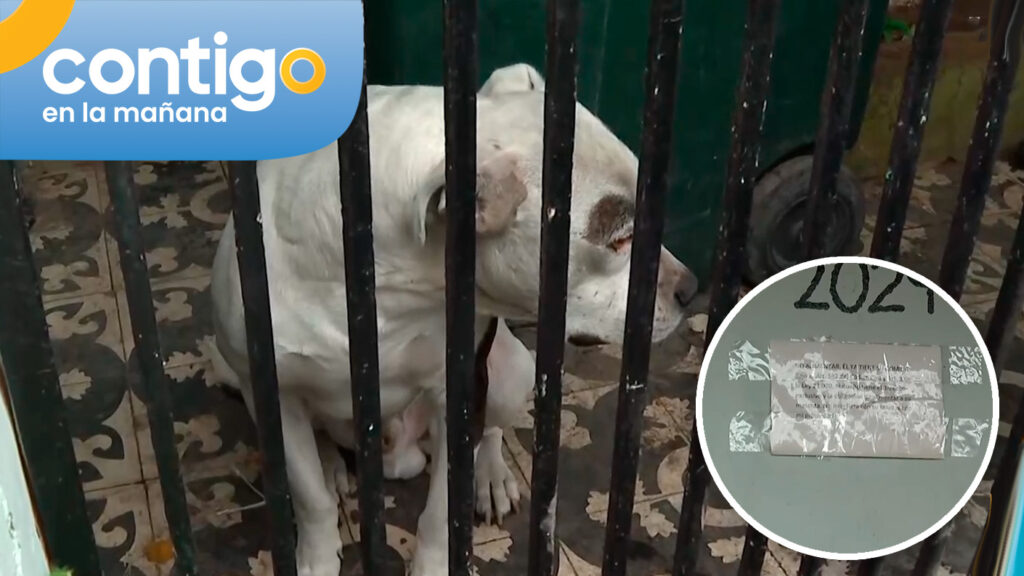 “NO ALIMENTAR”: El indignante letrero que dejaron en casa de perrito abandonado en San Ramón
