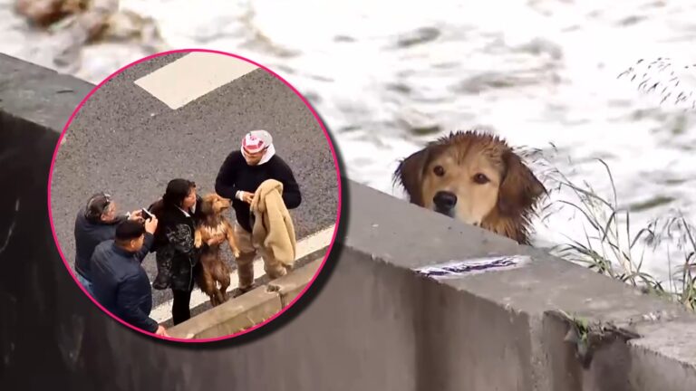 Historia de Morocho, perro rescatado desde el río Mapocho, dio la vuelta al mundo: Así lo cubrió la prensa internacional
