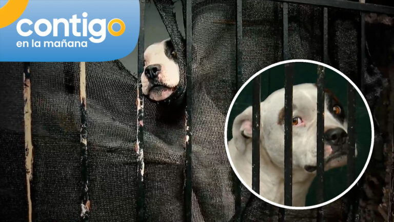 Lleva seis meses encerrado: Cruel abandono de perro mantiene consternados a vecinos de San Ramón