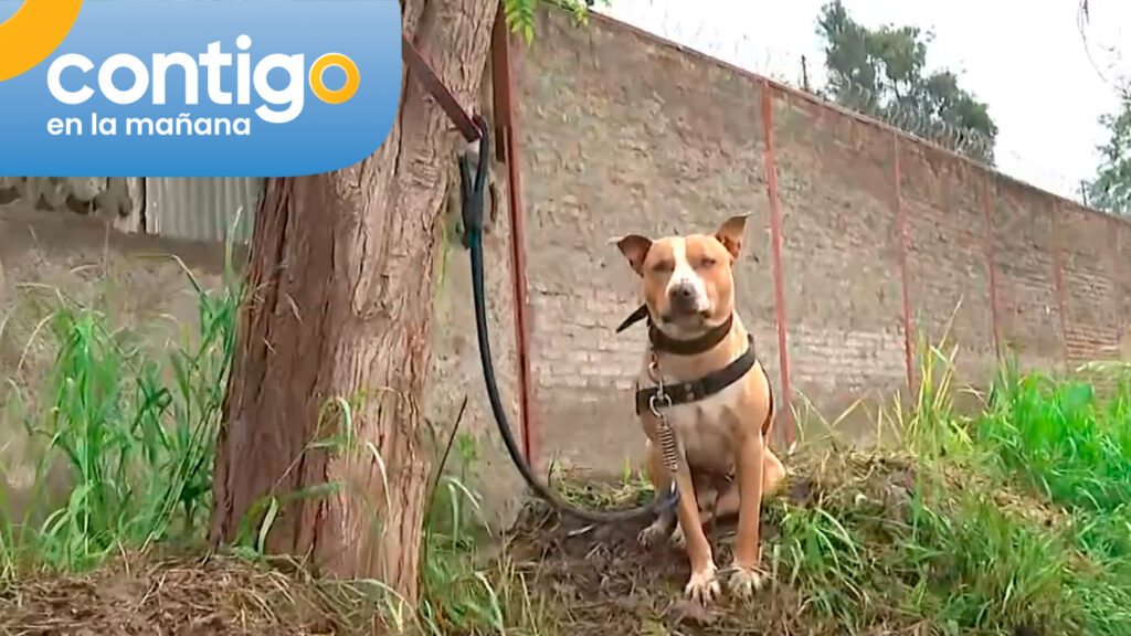 Perrito fue abandonado bajo la lluvia en La Pintana: Estaba amarrado a un árbol y tenía bozal