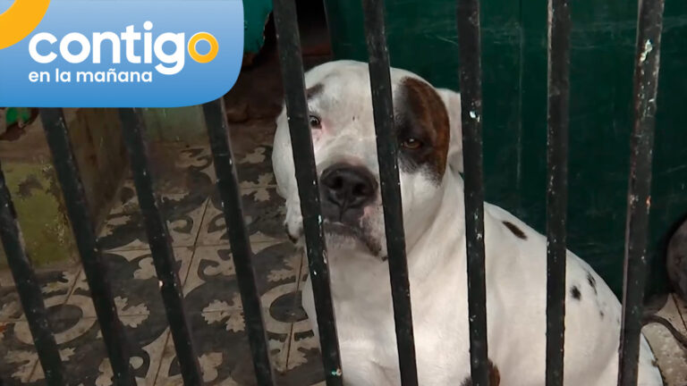 “Condiciones de insalubridad terribles”: Vecino de San Ramón entregó nuevos antecedentes en caso de perrito abandonado