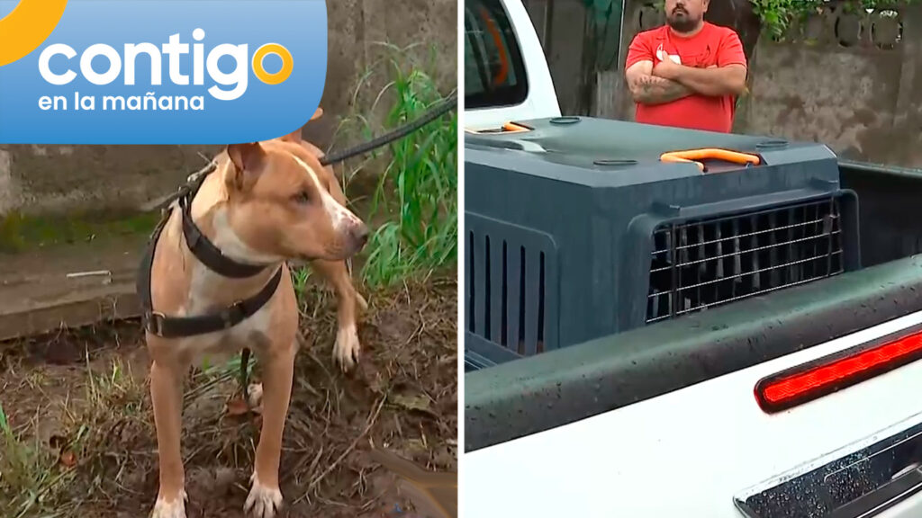 VIDEO | Funcionarios municipales rescataron a perrito abandonado en La Pintana