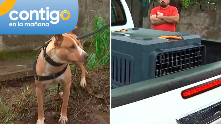 VIDEO | Funcionarios municipales rescataron a perrito abandonado en La Pintana