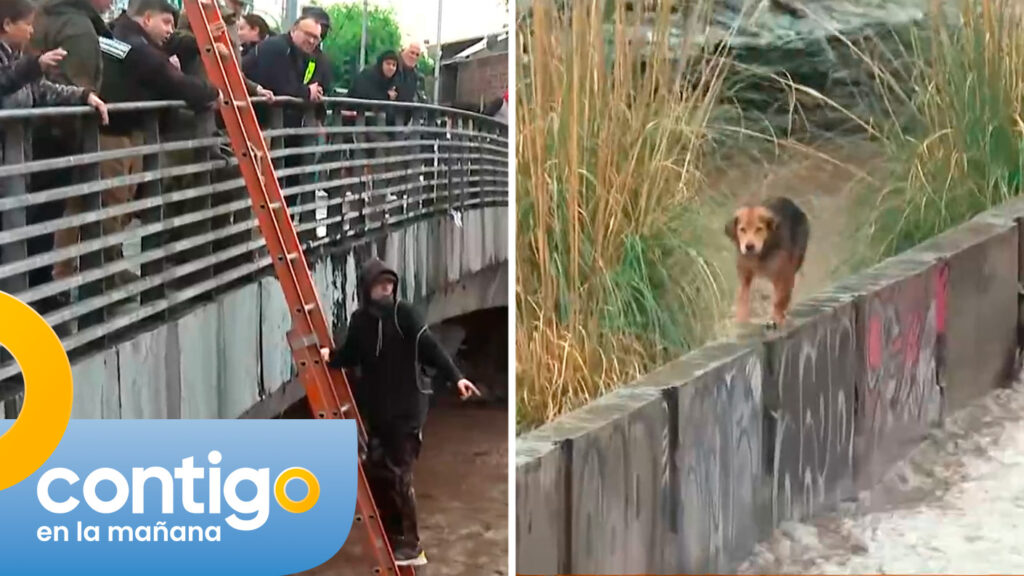 Perrito quedó atrapado en el río Mapocho: Aumento del caudal dificulta labores de rescate