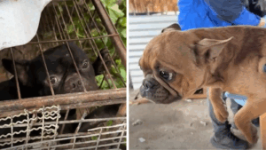 Rescatan a cuatro perritos abandonados hace más de dos meses en Lampa