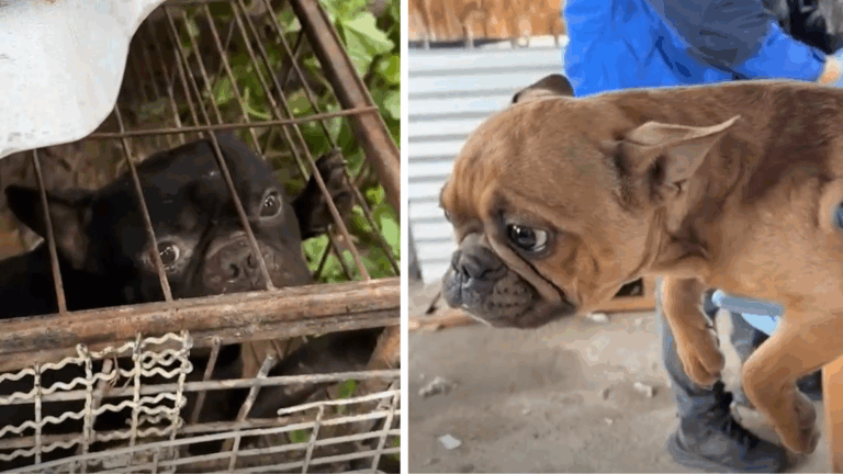 Rescatan a cuatro perritos abandonados hace más de dos meses en Lampa