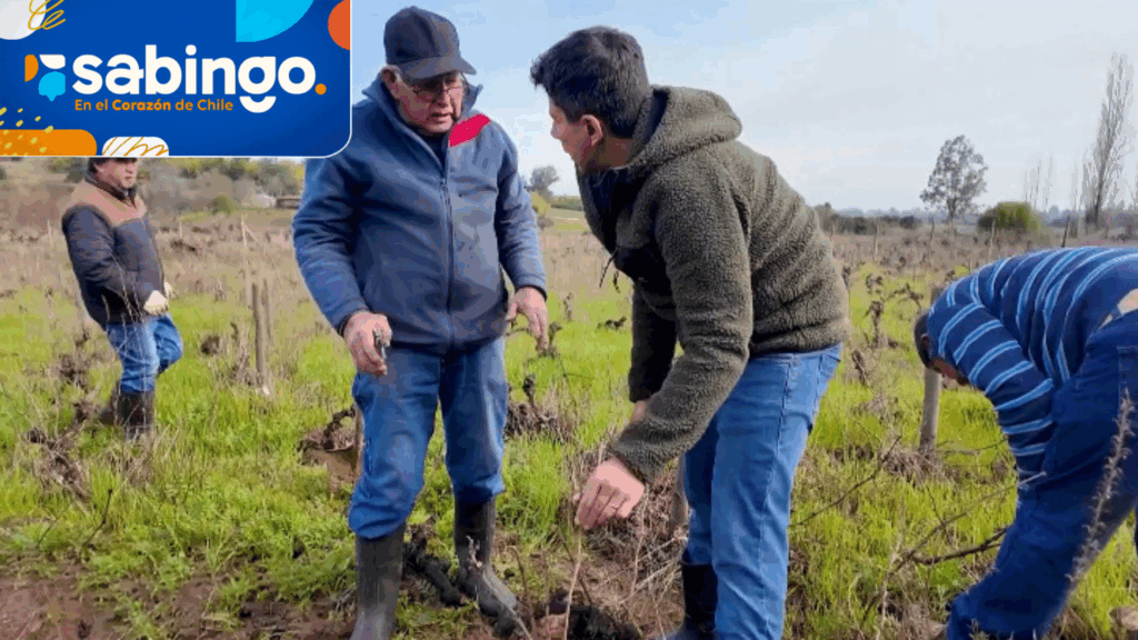 JP Queraltó participó en la tradición de ayuda comunitaria de Quillón | El alma de la fiesta | Sabingo